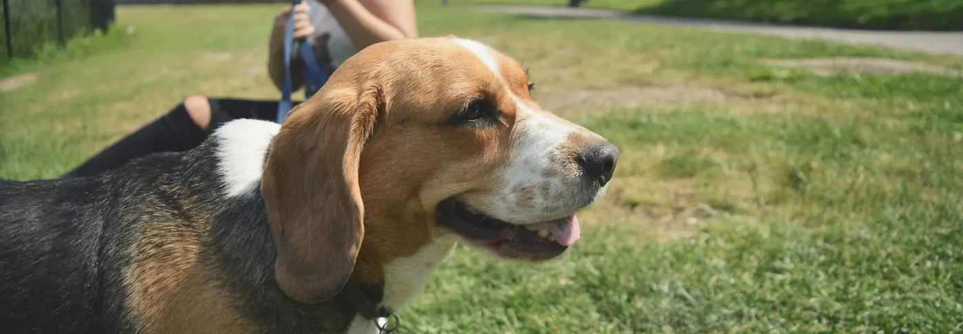 Alimentación natural para un Beagle: Guía completa de Wild Balance