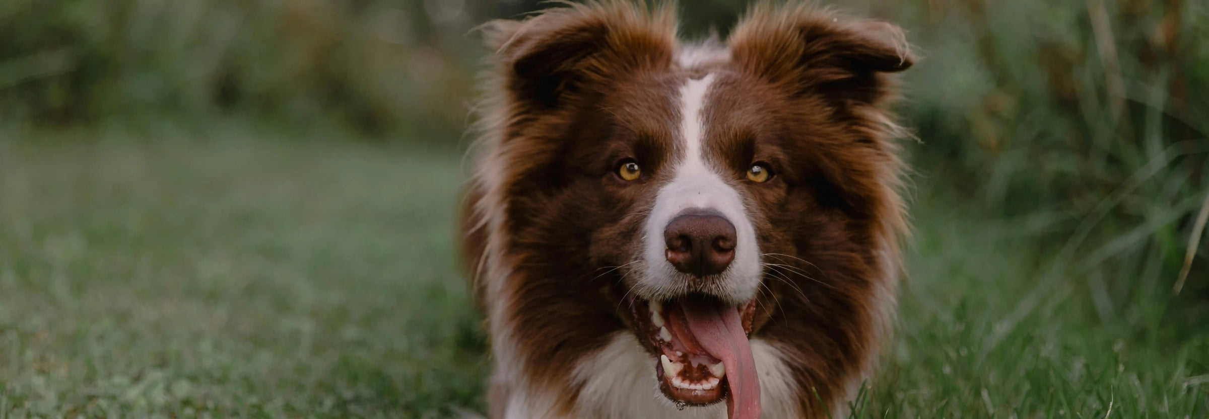 Alimentación natural para Border Collie: Guía completa de Wild Balance