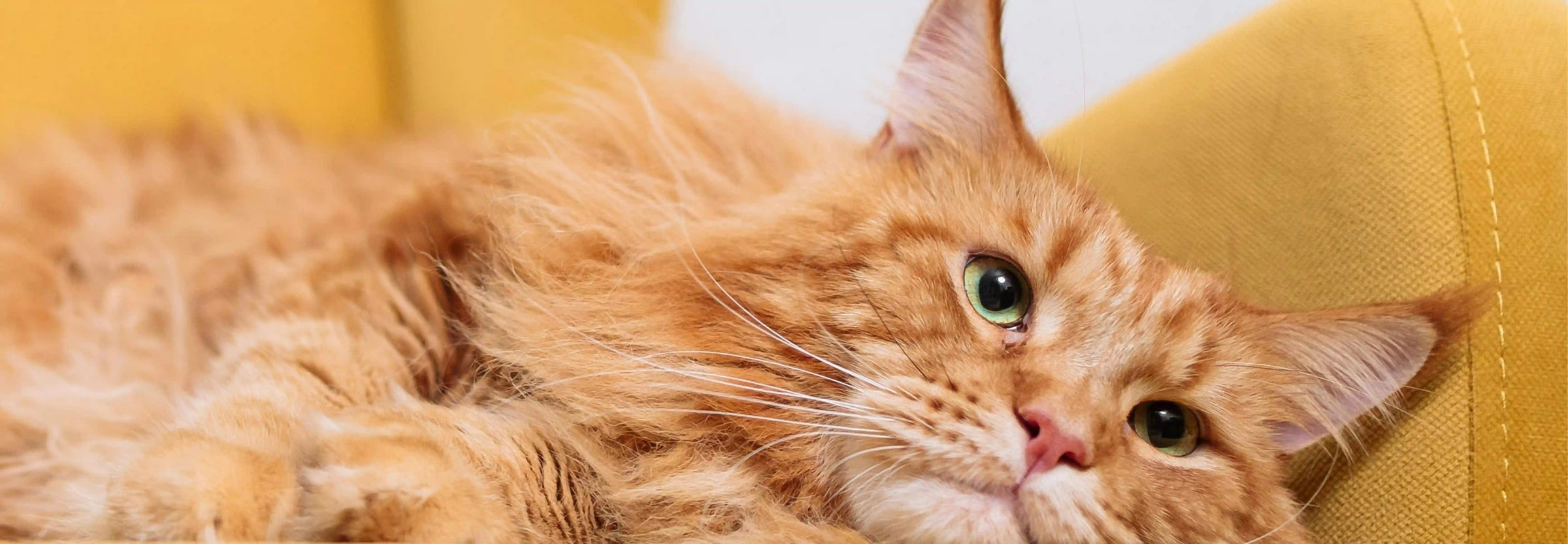 Alimentación natural para Maine Coon: Guía completa de Wild Balance