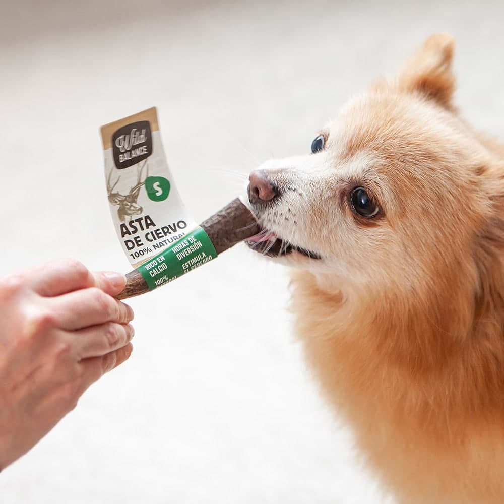 perro cogiendo asta de ciervo entera