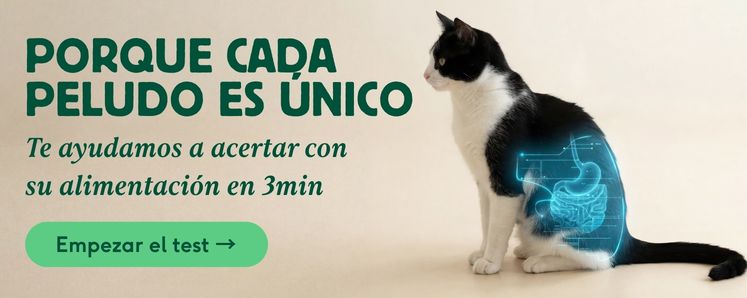 Gatos