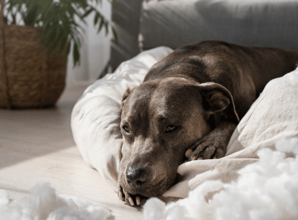 Torsión de estómago en perros: Cómo prevenirla