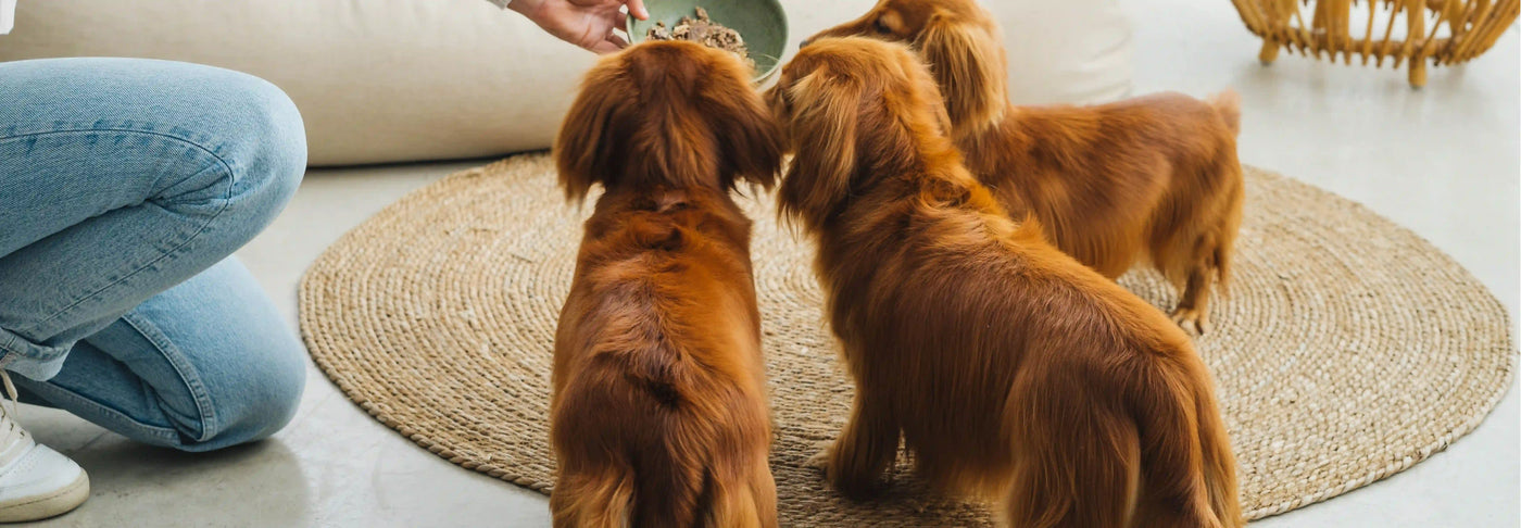 ¿Por qué tu perro y/o gato no debería comer cereales?