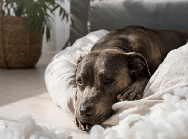 Torsión de estómago en perros: Cómo prevenirla