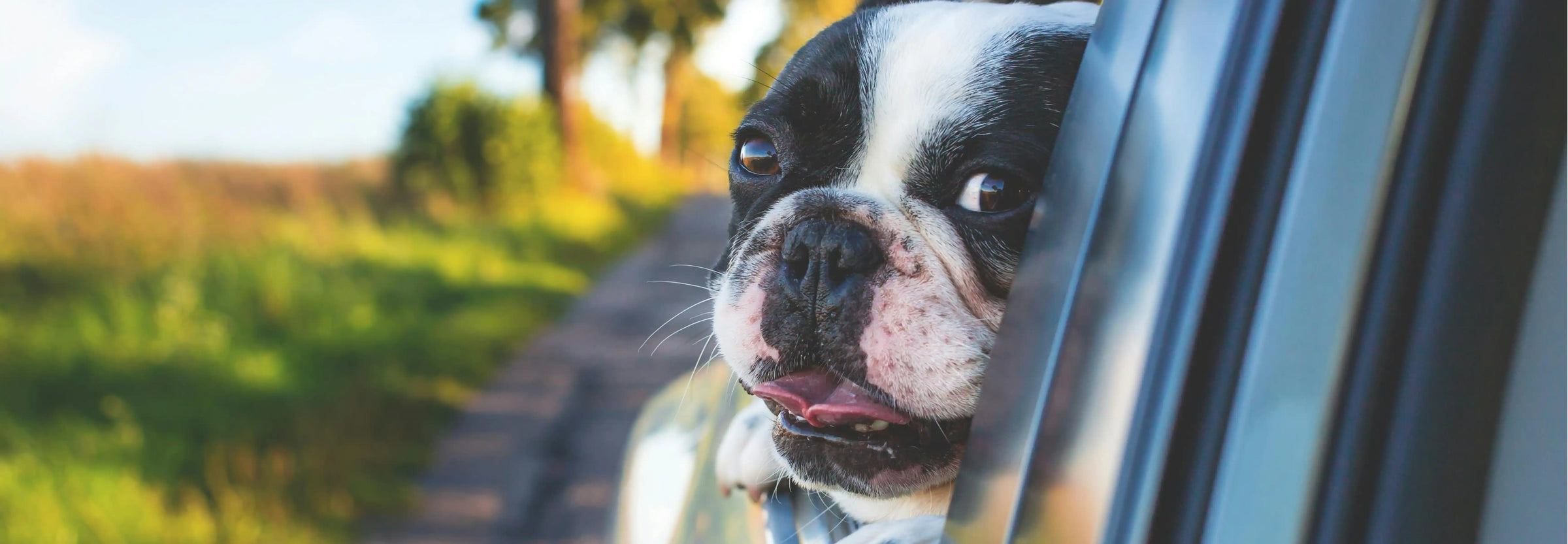 Qué debes tener en cuenta antes de viajar con tu perro