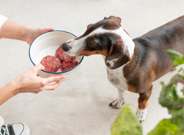 Cómo afecta una mala alimentación a la salud de tu mascota