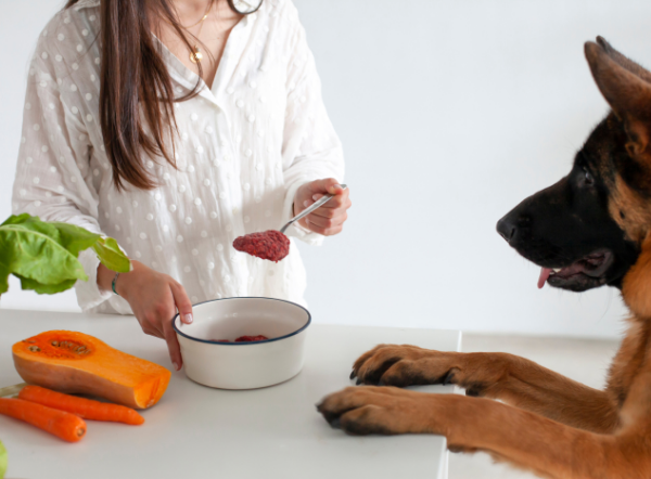 Identifica los síntomas de una mala alimentación en perros