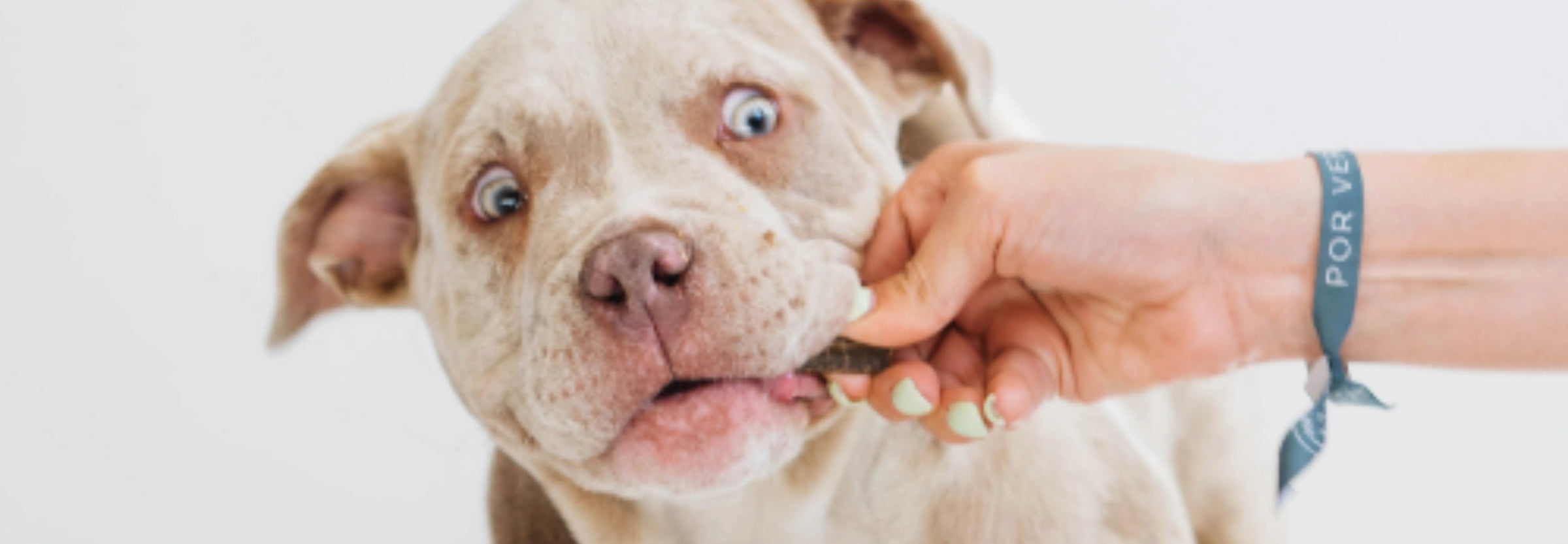 Snacks y sticks dentales para perros: ¡Ricos, naturales y funcionales!