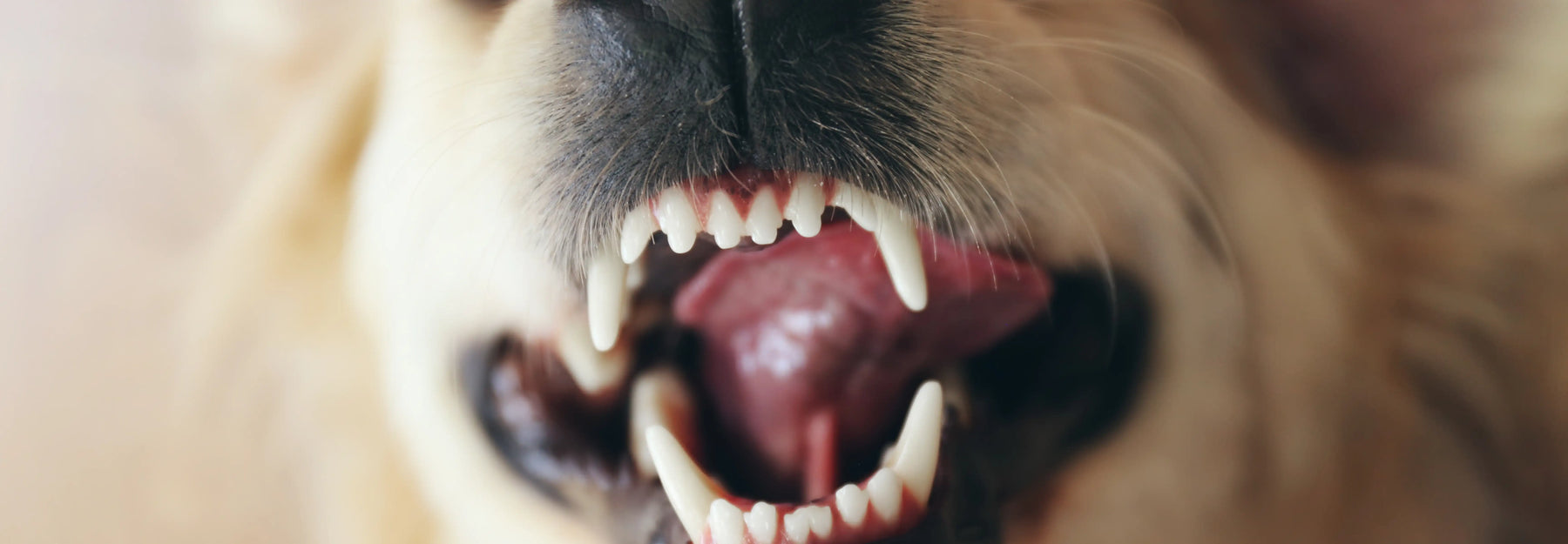 Sarro y mal aliento en mascotas: descubre cómo reducirlo sin estresar a tu peludo.