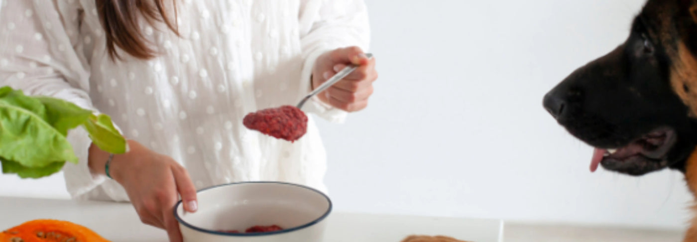 Identifica los síntomas de una mala alimentación en perros