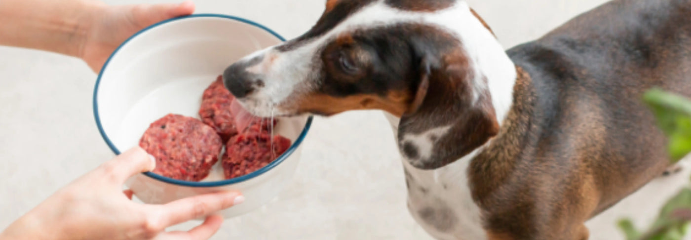 Cómo afecta una mala alimentación a la salud de tu mascota
