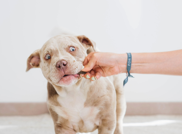 Snacks y sticks dentales para perros: ¡Ricos, naturales y funcionales!