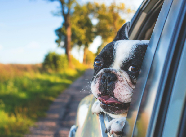 Qué debes tener en cuenta antes de viajar con tu perro
