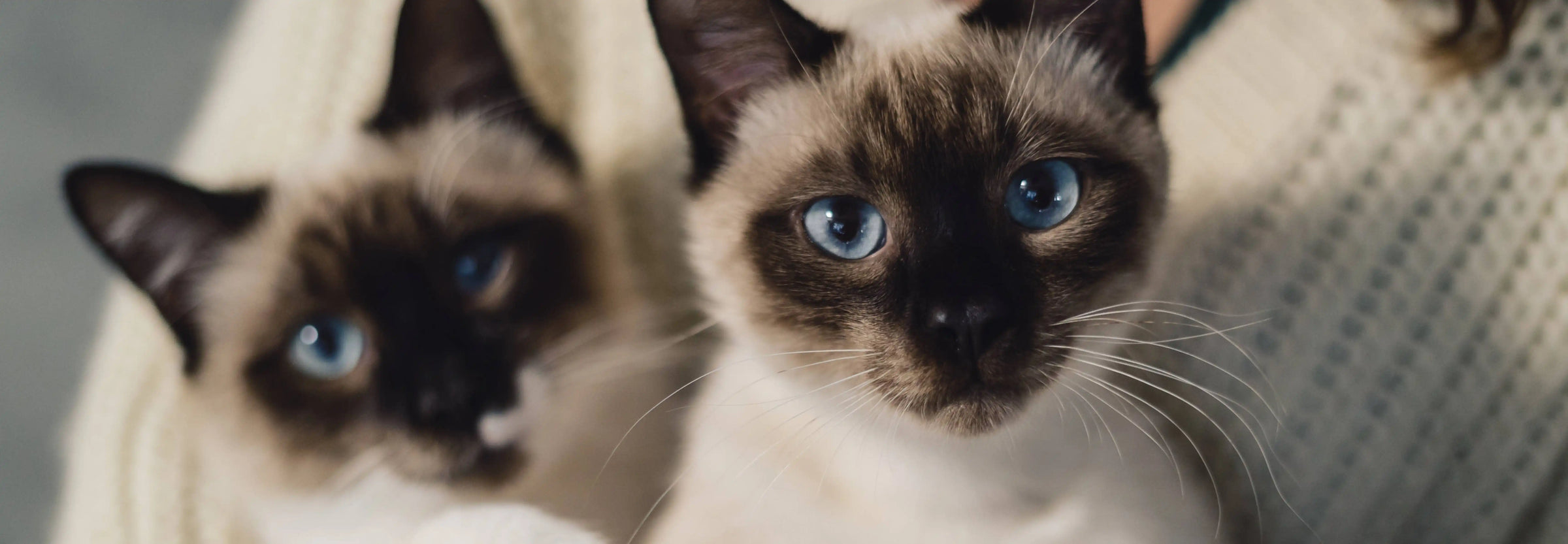 Alimentación natural para gato Birmano: Guía completa de Wild Balance
