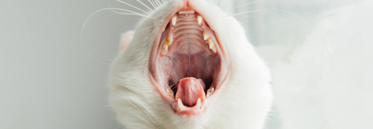 Sarro en gatos: Trucos y soluciones para combatirlo sin drama