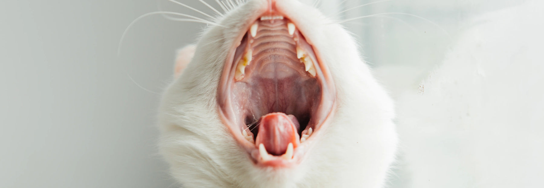 Sarro en gatos: Trucos y soluciones para combatirlo sin drama