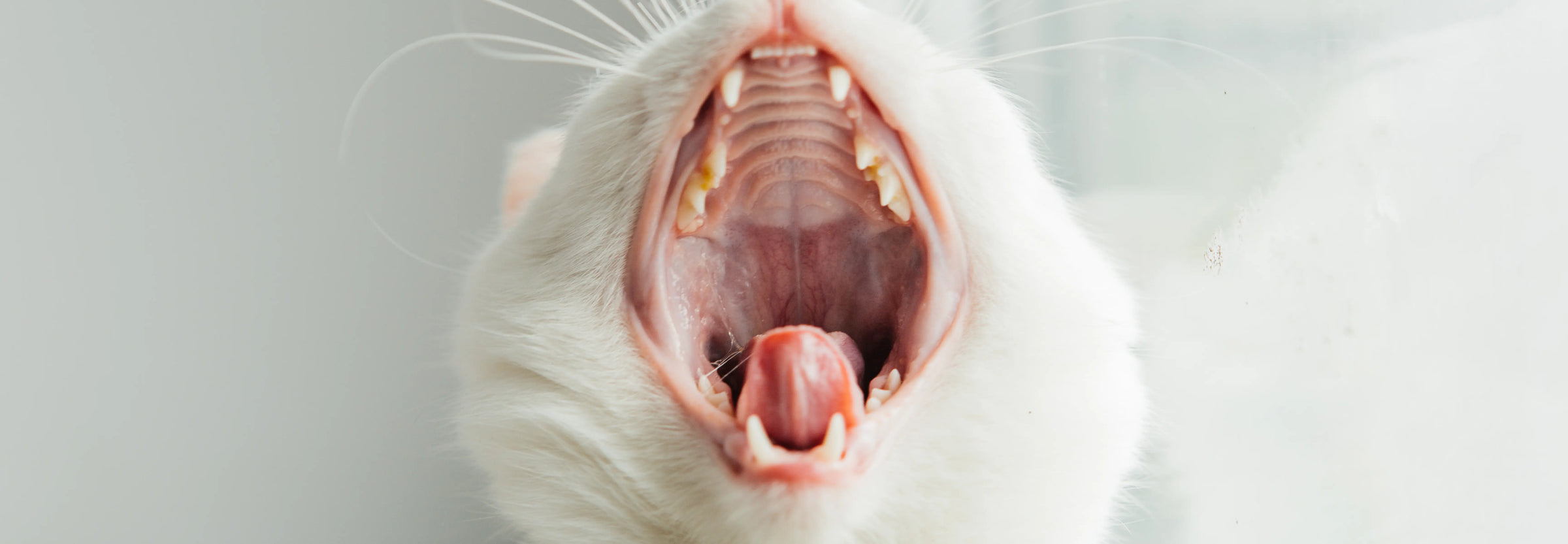 Sarro en gatos: Trucos y soluciones para combatirlo sin drama