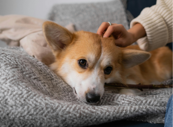 Cómo reducir la ansiedad por separación en perros: consejos útiles