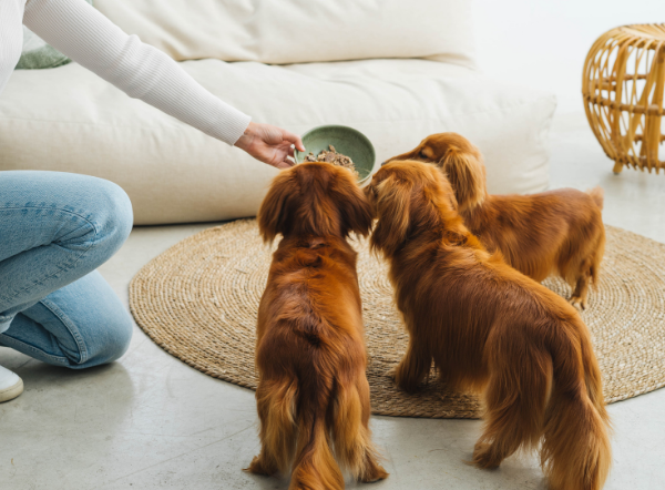 ¿Por qué tu perro y/o gato no debería comer cereales?