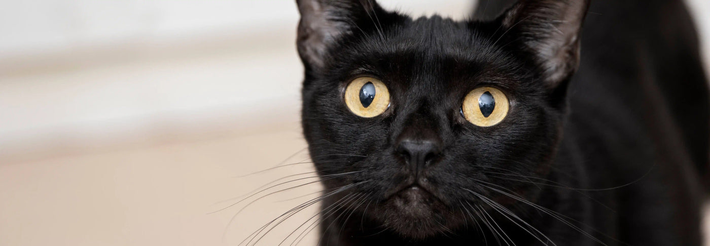 Alimentación natural para gato Bombay: Guía completa de Wild Balance