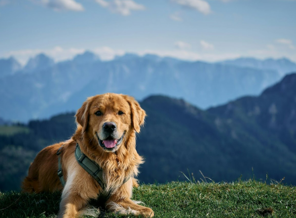 blog_golden_retriever