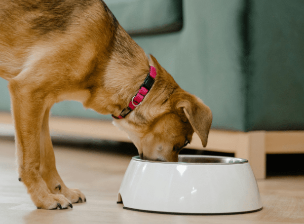 Cachorro y dieta BARF: ¿por dónde empiezo?