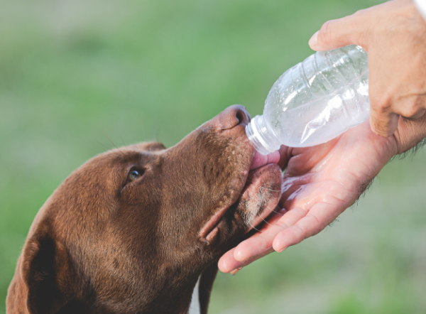 La importancia de una buena hidratación en perros y gatos