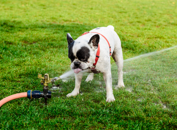 8 consejos para combatir el calor de tu perro