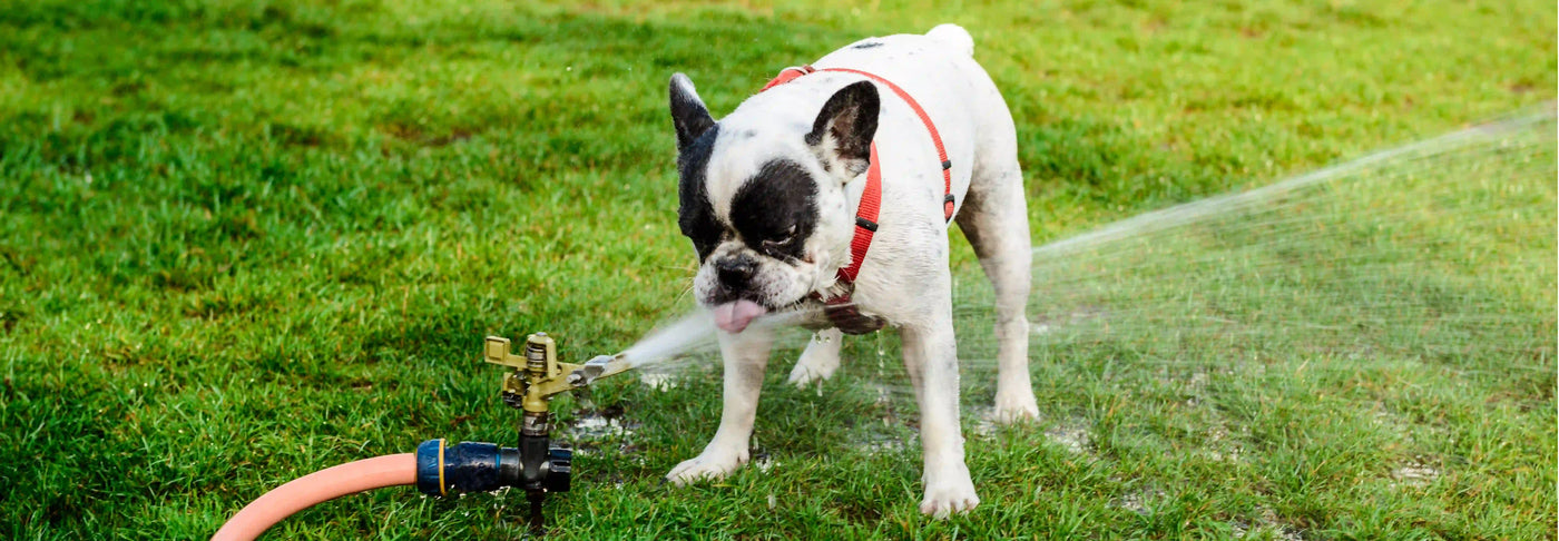 8 consejos para combatir el calor de tu perro