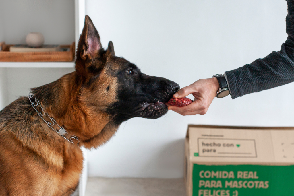 La naturaleza de nuestros peludos: tu perro y/o gato es un carnívoro