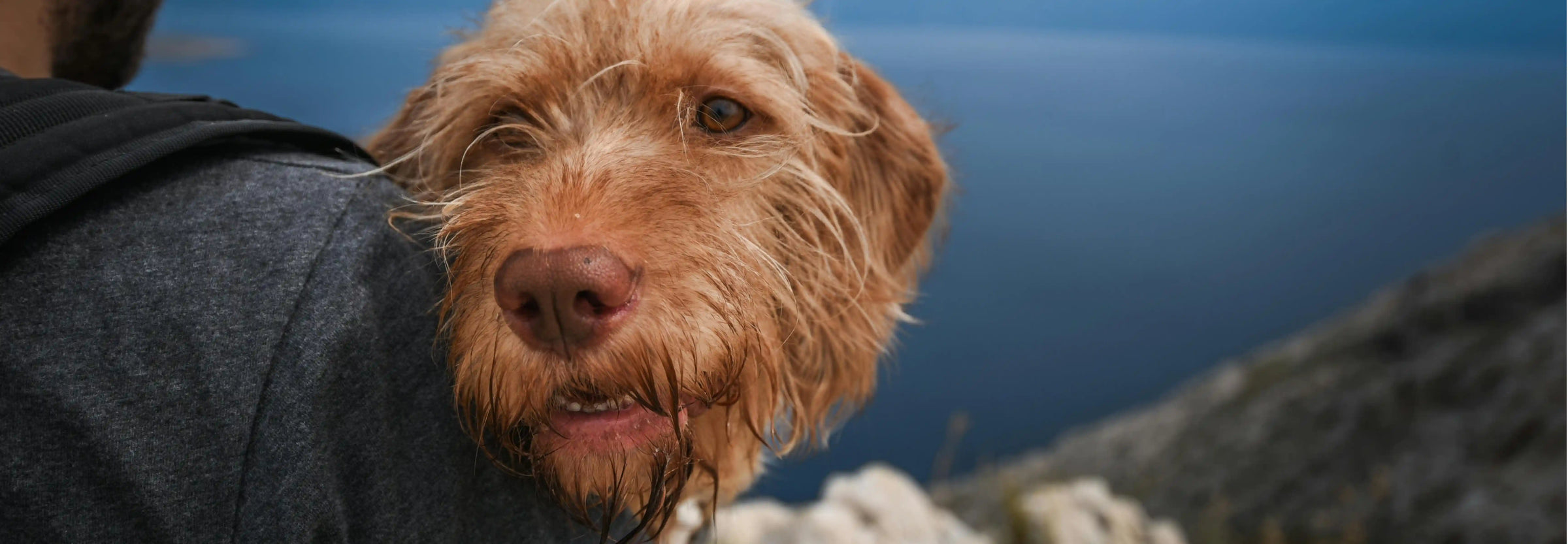 Vacaciones y dieta BARF, ¿qué hago?