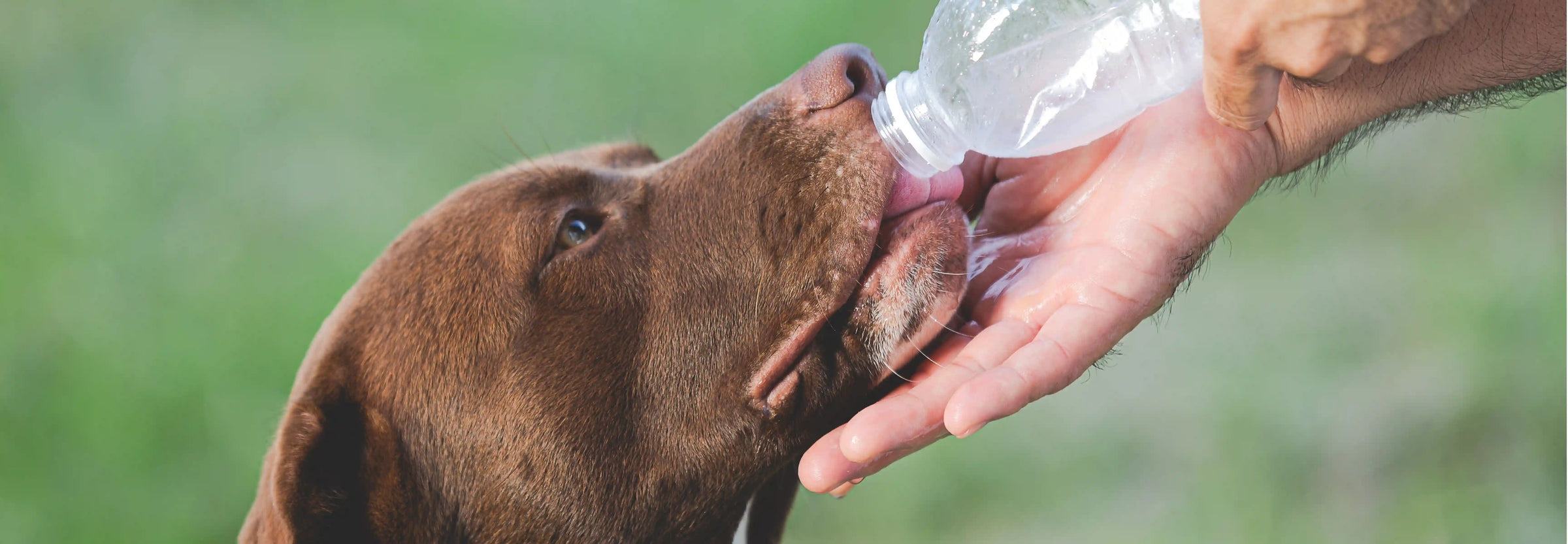 La importancia de una buena hidratación en perros y gatos
