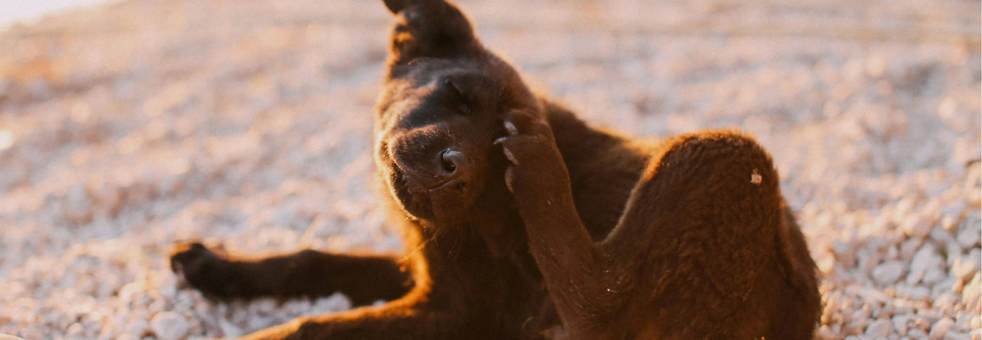 Dermatitis en perros: cómo la alimentación ayuda a combatirla ✨💚