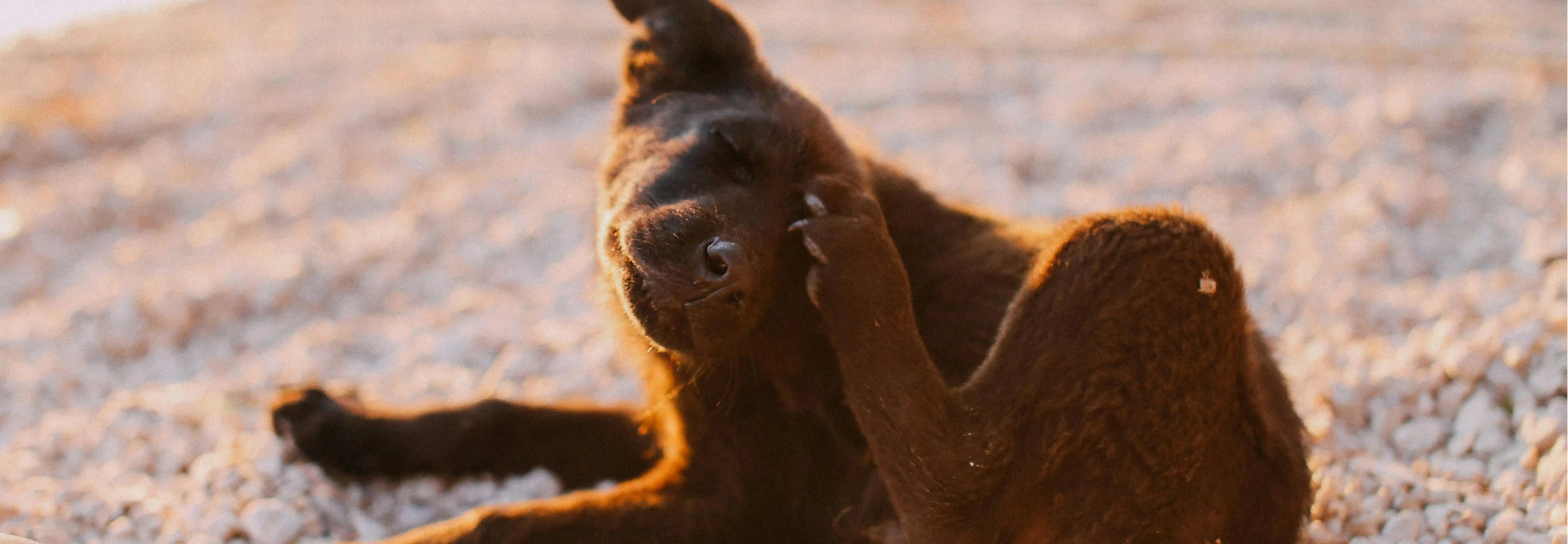 Dermatitis en perros: cómo la alimentación ayuda a combatirla ✨💚