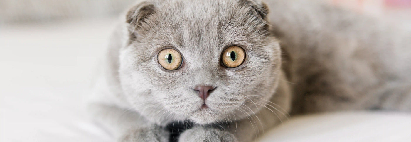 Alimentación natural para gato Scottish Fold: Guía completa de Wild Balance