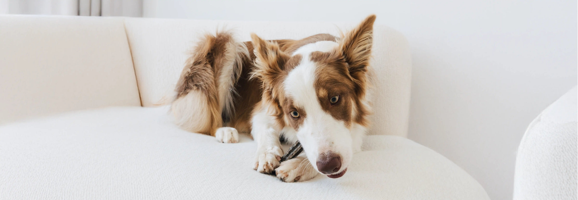 Causas y síntomas de la diabetes en perros