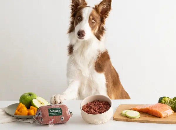 Comida BARF para perros medianos y grandes - Guía y beneficios