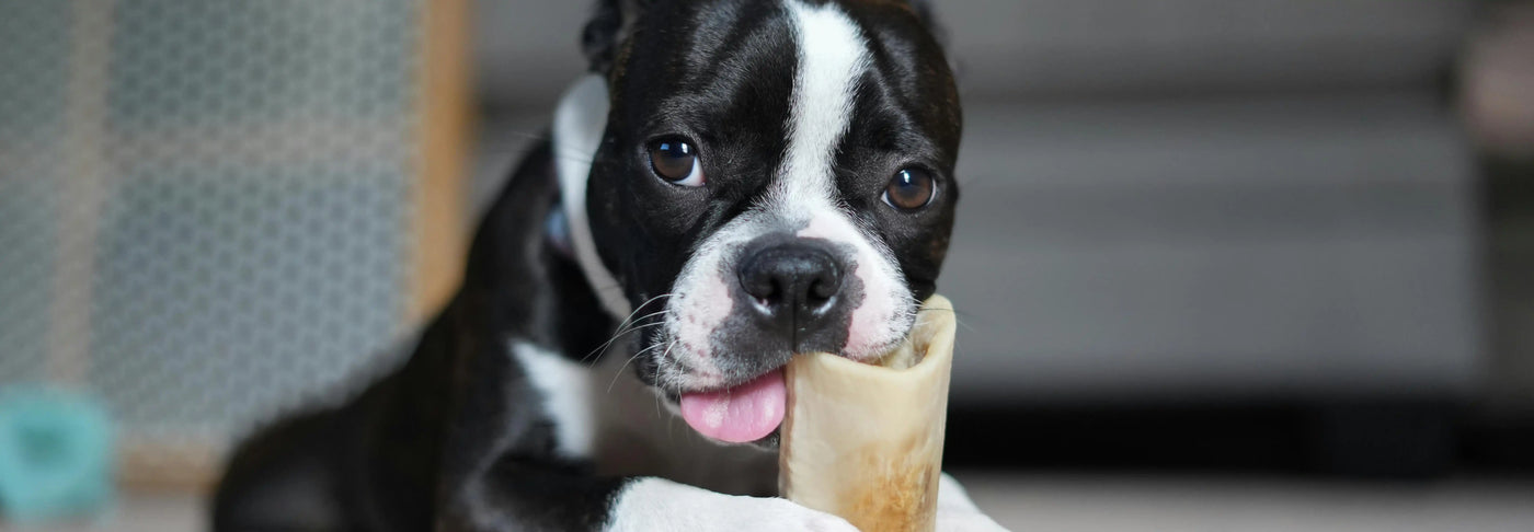 Condroprotectores para perros qué son y para qué sirven