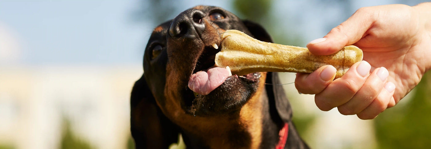 Sobrepeso y obesidad en perros: ¿Cómo ayudarle a recuperar su peso ideal?