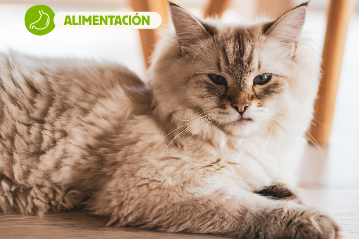 Alimentación natural para Maine Coon: Guía completa de Wild Balance