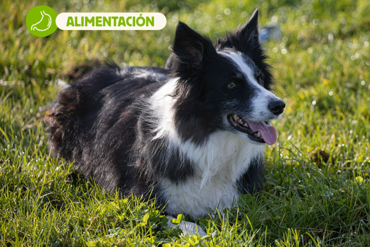Alimentación natural para Border Collie: Guía completa de Wild Balance