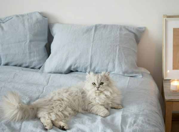 Alimentación natural para gato Persa: Guía completa de Wild Balance