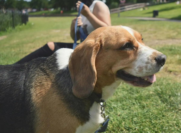 Alimentación natural para un Beagle: Guía completa de Wild Balance