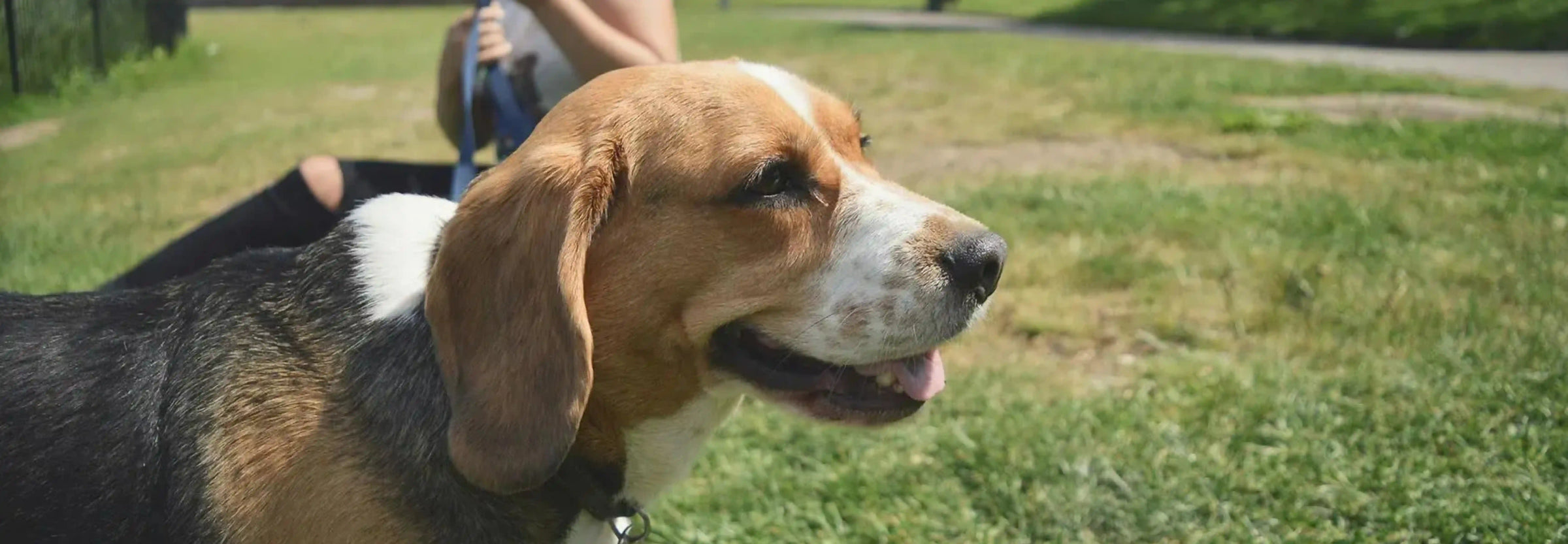 Alimentación natural para un Beagle: Guía completa de Wild Balance