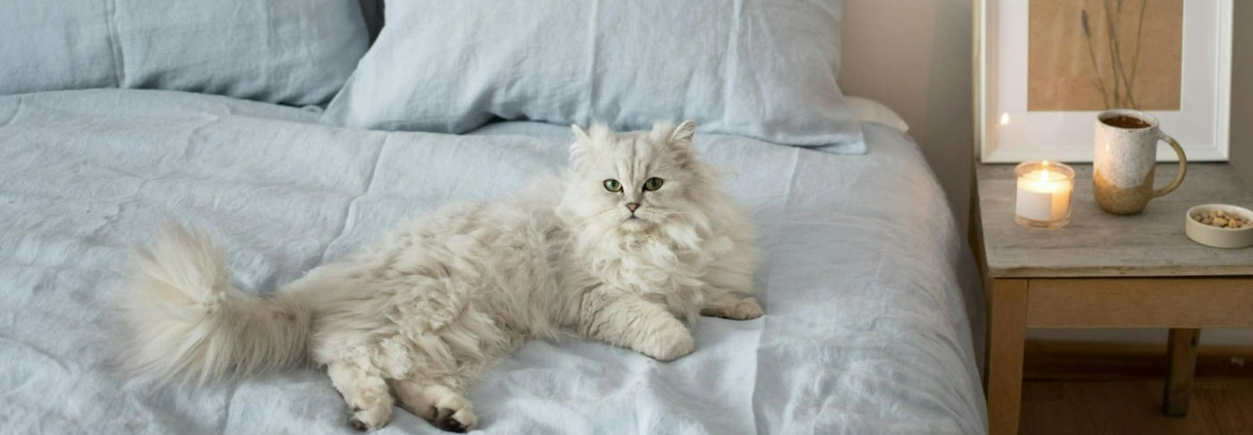 Alimentación natural para un gato Persa: Guía completa de Wild Balance