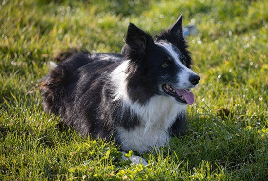 Alimentación natural para Border Collie: Guía completa de Wild Balance