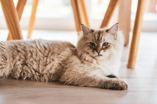 Alimentación natural para Maine Coon: Guía completa de Wild Balance