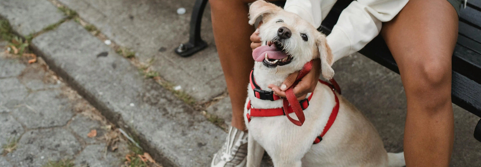 Caída del pelo y la caspa en perros: Causas y como solucionarlo