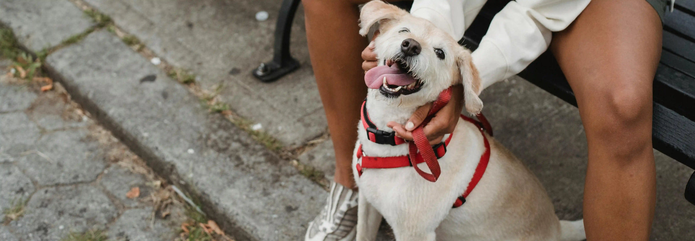 Caída del pelo y la caspa en perros: Causas y como solucionarlo