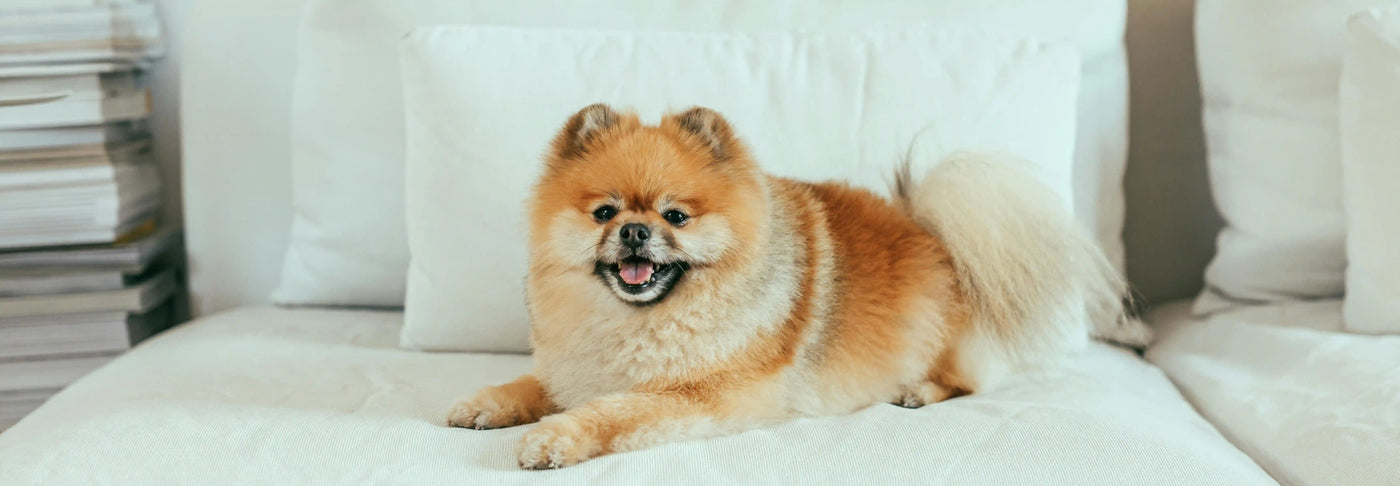 Estreñimiento en perros: cómo aliviarlo con comida natural